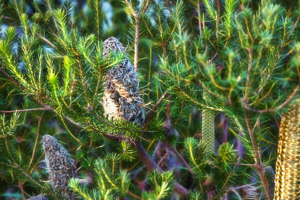 Banksia Poster featuring the photograph 3 Stages Of Banksia by Miroslava Jurcik