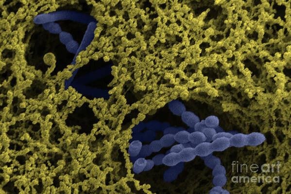 Bacteria Poster featuring the photograph Streptococcus Thermophilus #3 by Scimat