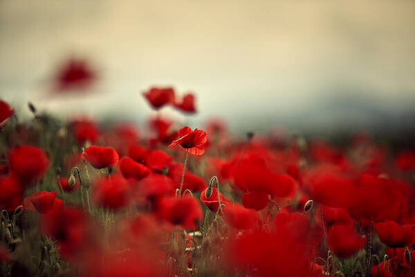 Poppy Poster featuring the photograph Summer Poppy Meadow #3 by Nailia Schwarz