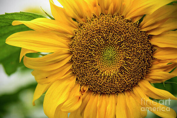 Sunflower Poster featuring the photograph Sunflower #3 by Debra Fedchin