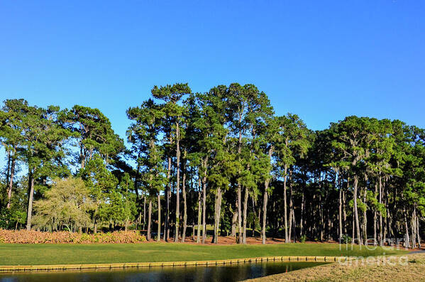 Golf Green Poster featuring the photograph TPC Sawgrass #5 by Randy J Heath