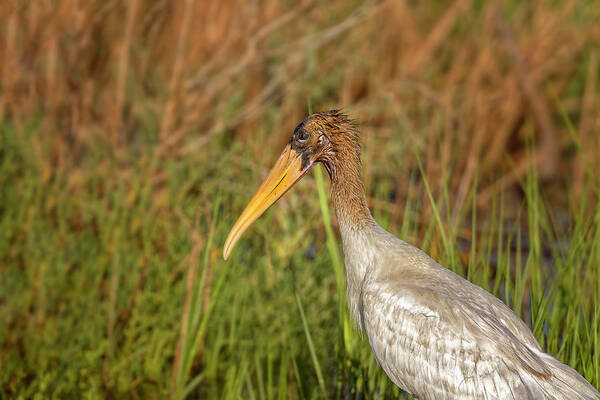 Big Talbot Island Poster featuring the photograph Wood Stork #3 by Peter Lakomy