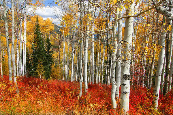 Autumn Poster featuring the photograph Rocky Mountain Fall #34 by Mark Smith