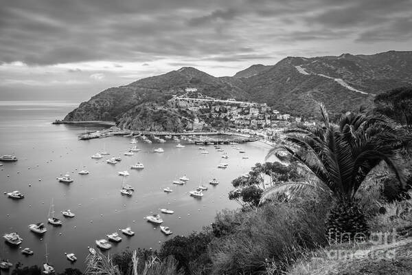America Poster featuring the photograph Catalina Island Avalon Bay Black and White Picture #4 by Paul Velgos