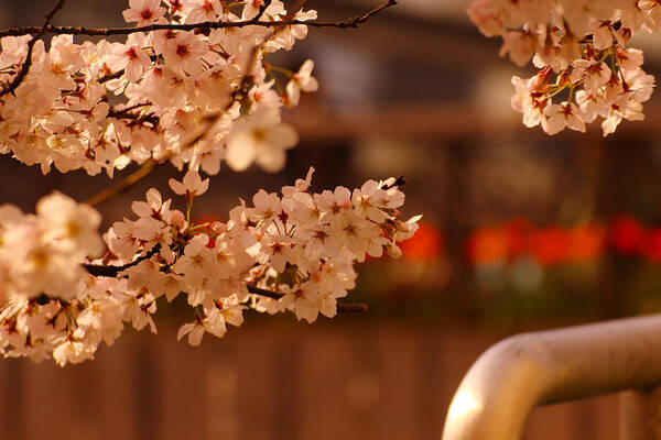  Poster featuring the photograph Cherryblossoms/fukuoka,japan #4 by Tamkats Ry