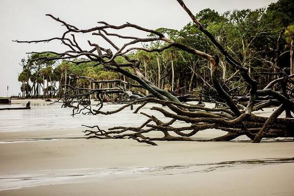 Drift Wood Poster featuring the photograph Drift Wood On Hunting Island South Carolina #4 by Alex Grichenko