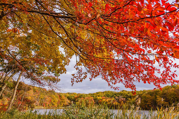 Park Poster featuring the photograph Fall foliage #4 by SAURAVphoto Online Store