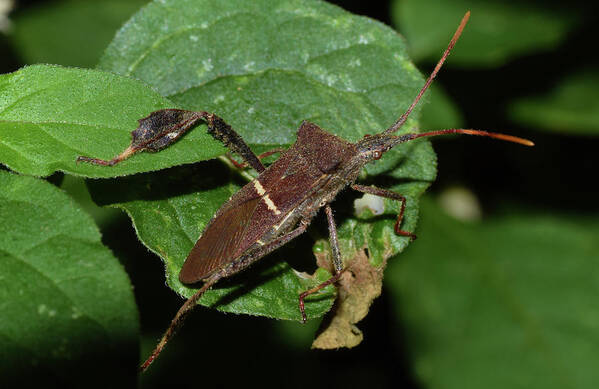 Photograph Poster featuring the photograph Leaf Footed Bug #4 by Larah McElroy