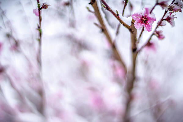 Winter Poster featuring the photograph Peach Tree Farm During Spring Snow With Blossoms #4 by Alex Grichenko