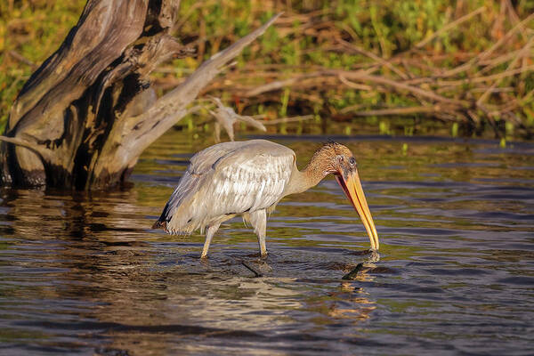 Big Talbot Island Poster featuring the photograph Wood Stork #4 by Peter Lakomy