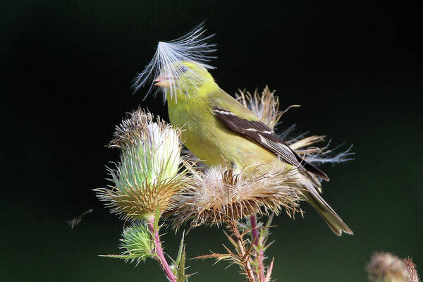 American Goldfinch Poster featuring the photograph American Goldfinch Stony Brook New York #5 by Bob Savage