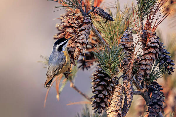 Adorable Poster featuring the photograph Black-capped Chickadee #5 by Peter Lakomy