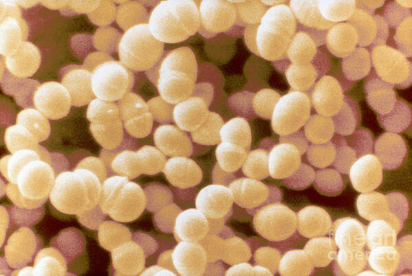 Science Poster featuring the photograph Enterococcus Faecium, Sem #5 by Scimat