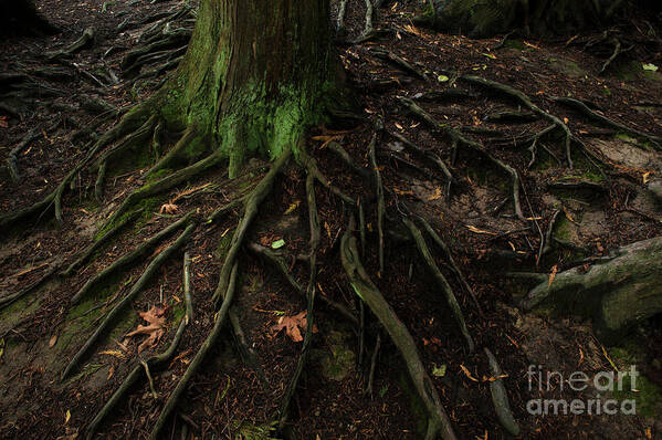 Autumn Poster featuring the photograph Forest Setting with Close-ups of Tree Roots #5 by Jim Corwin