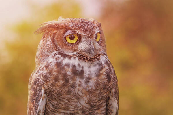 Animal Poster featuring the photograph Great Horned Owl #5 by Brian Cross