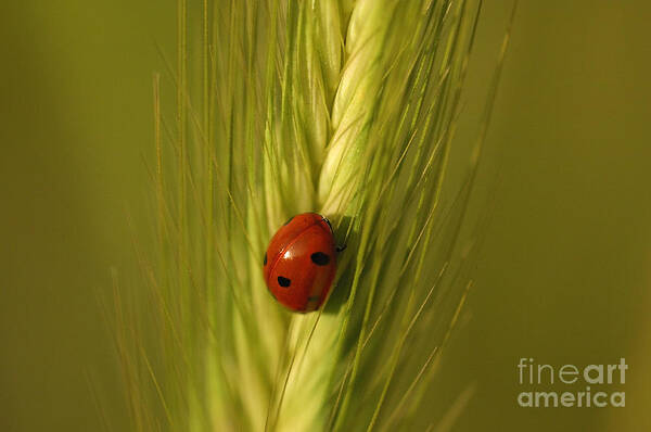 Ladybug Poster featuring the photograph Ladybug #5 by Marc Bittan