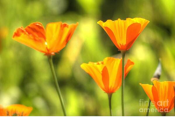 Poppies Poster featuring the photograph Poppies #5 by Marc Bittan