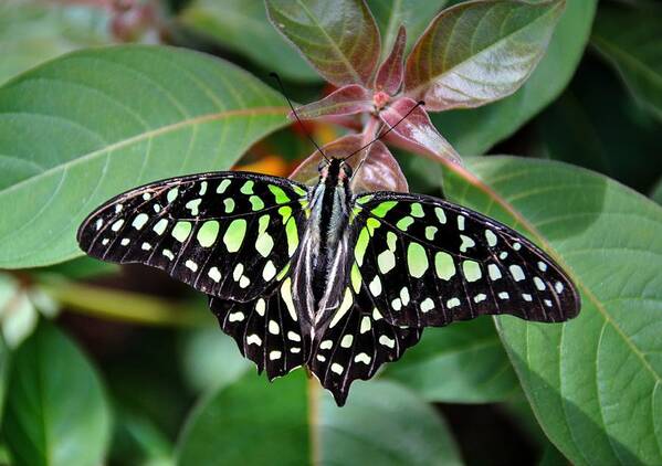 Tailed Jay Butterfly Poster featuring the photograph Tailed Jay #7 by Ronda Ryan