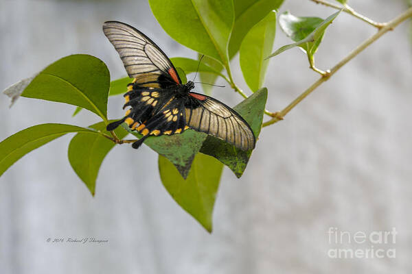 Butterfly Wonderland Poster featuring the photograph Butterfly #1 by Richard J Thompson