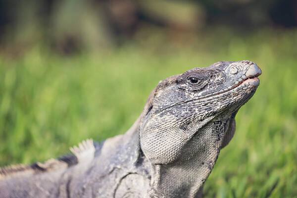 Animal Poster featuring the photograph Iguana #6 by Peter Lakomy