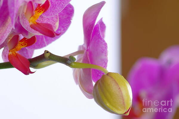 Orchid Poster featuring the photograph Pink Orchid #3 by Dariusz Gudowicz