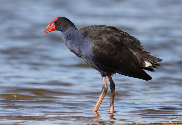 Water Bird Poster featuring the photograph Purple swamphen #6 by Masami Iida