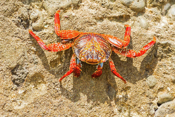 Galapagos Islands Poster featuring the photograph Sally Lightfoot crab on Galapagos Islands #6 by Marek Poplawski