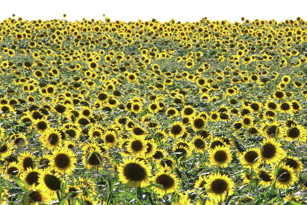 Sunflower Poster featuring the photograph Sunflowers Mattituck New York #6 by Bob Savage