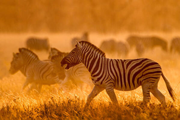 Photography Poster featuring the photograph Burchells Zebras Equus Quagga #7 by Panoramic Images