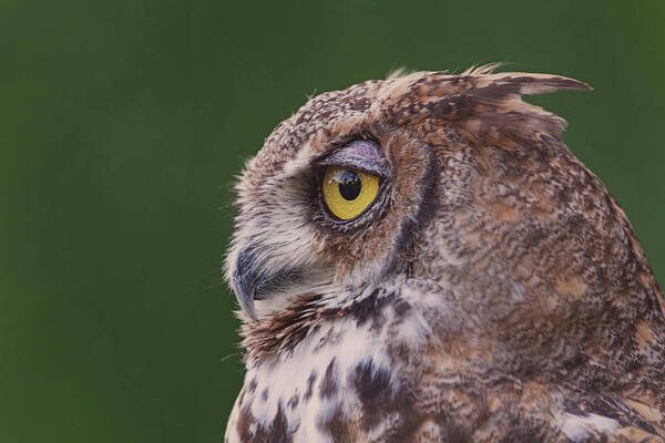 Animal Poster featuring the photograph Great Horned Owl #7 by Brian Cross