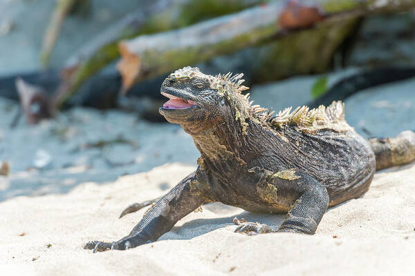 Marine Iguana Poster featuring the photograph Marine Iguana on Galapagos Islands #7 by Marek Poplawski