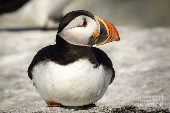 Atlantic Puffin Poster featuring the photograph Atlantic Puffin #10 by Craig Shaknis