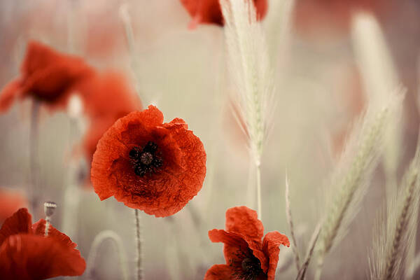 Poppy Poster featuring the photograph Summer Poppy Meadow #9 by Nailia Schwarz