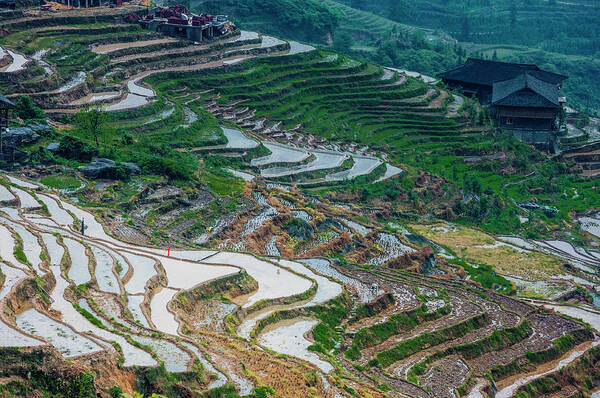 Terrace Poster featuring the photograph Longji terraced fields scenery #93 by Carl Ning