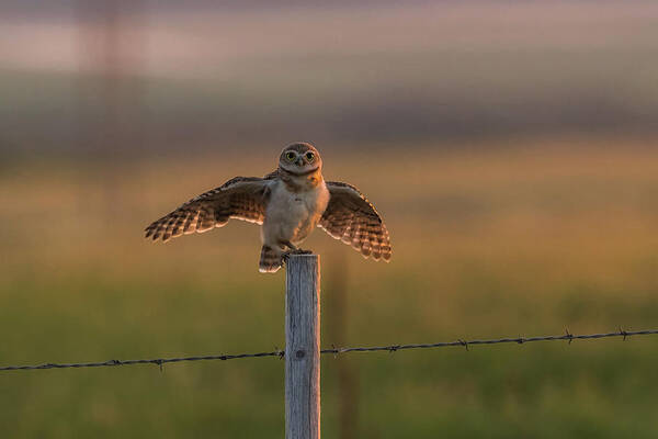Burrowing Owlet Poster featuring the photograph A Balancing Act by Yeates Photography