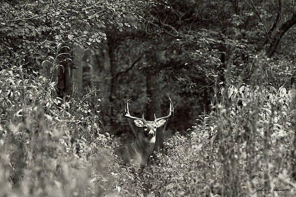 Black And White Poster featuring the photograph A big buck in Rut by John Harmon