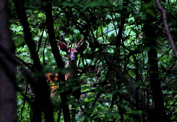 Bucks Poster featuring the photograph A Buck Peers from the Woods by Bruce Patrick Smith