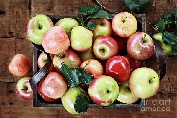 Apple; Apples; Bushel; Box; Boxes; Crate; Wooden; Basket; Fruit; Harvesting; Autumn; Harvest; Market; Food; Farm; Farmers; Ripe; Fall; Picking; Gala; Mcintosh; Delicious; Gathered; Picked; Leaves; Leaf; Agriculture; Nature; Green; Red; Raw Food; Table; Organic; Food Photography; Looking Down On; Overhead; Shot From Above; Angle; Top View; Color Image; Flat Lay; Flatlay; Old-fashioned; Heap; Many; Group; No People; Nobody; Dark; Picture; Photo; Photograph; Photography; Vertical; Studio Shot Poster featuring the photograph A Bushel of Apples by Stephanie Frey