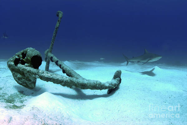 Bahamas Poster featuring the photograph A Caribbean Reef Shark Swims by Amanda Nicholls