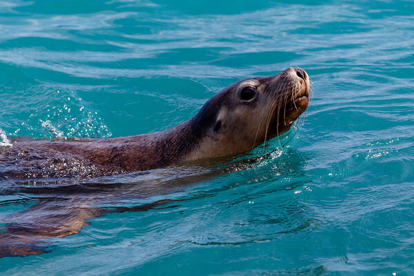 Sea Lion Poster featuring the photograph A Casual Look by Robert Caddy