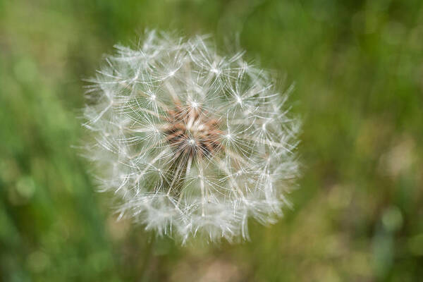 Terry D Photography Poster featuring the photograph A Dandelion by Terry DeLuco