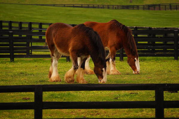 Horses Poster featuring the photograph A Day at the Park by Beth Collins