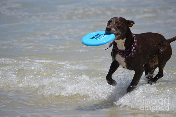 Pitbull Poster featuring the photograph A dog and her frisbee by Brigitte Emme