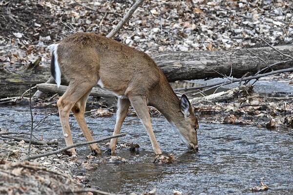 Whitetail Poster featuring the photograph A Drink From a Cool Stream by Michael Peychich