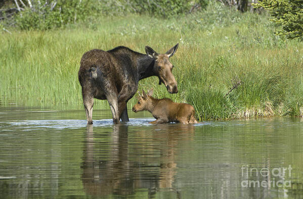 Grand Teton Poster featuring the photograph A Family Affair by Sandra Bronstein