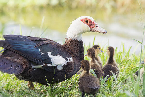 Muscovy Duck Poster featuring the photograph A Family Outing by Saija Lehtonen