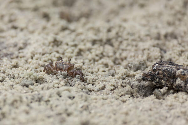  Fiddler Poster featuring the photograph A Fiddler Crab in the sand by David Watkins