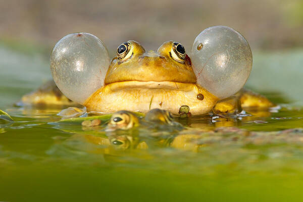 Frog Poster featuring the photograph A Frog's Life by Roeselien Raimond