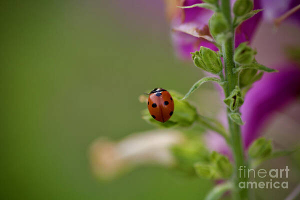 Ladybug Poster featuring the photograph A Garden Guest by Lara Morrison