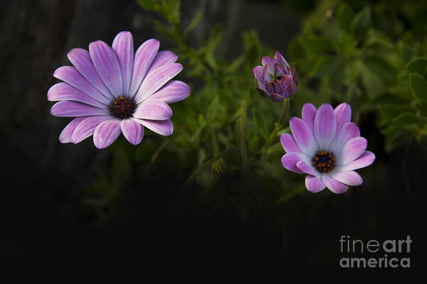 Purple Poster featuring the photograph A Garden To Remember II by Al Bourassa